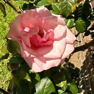 Meet your Posher, Velia